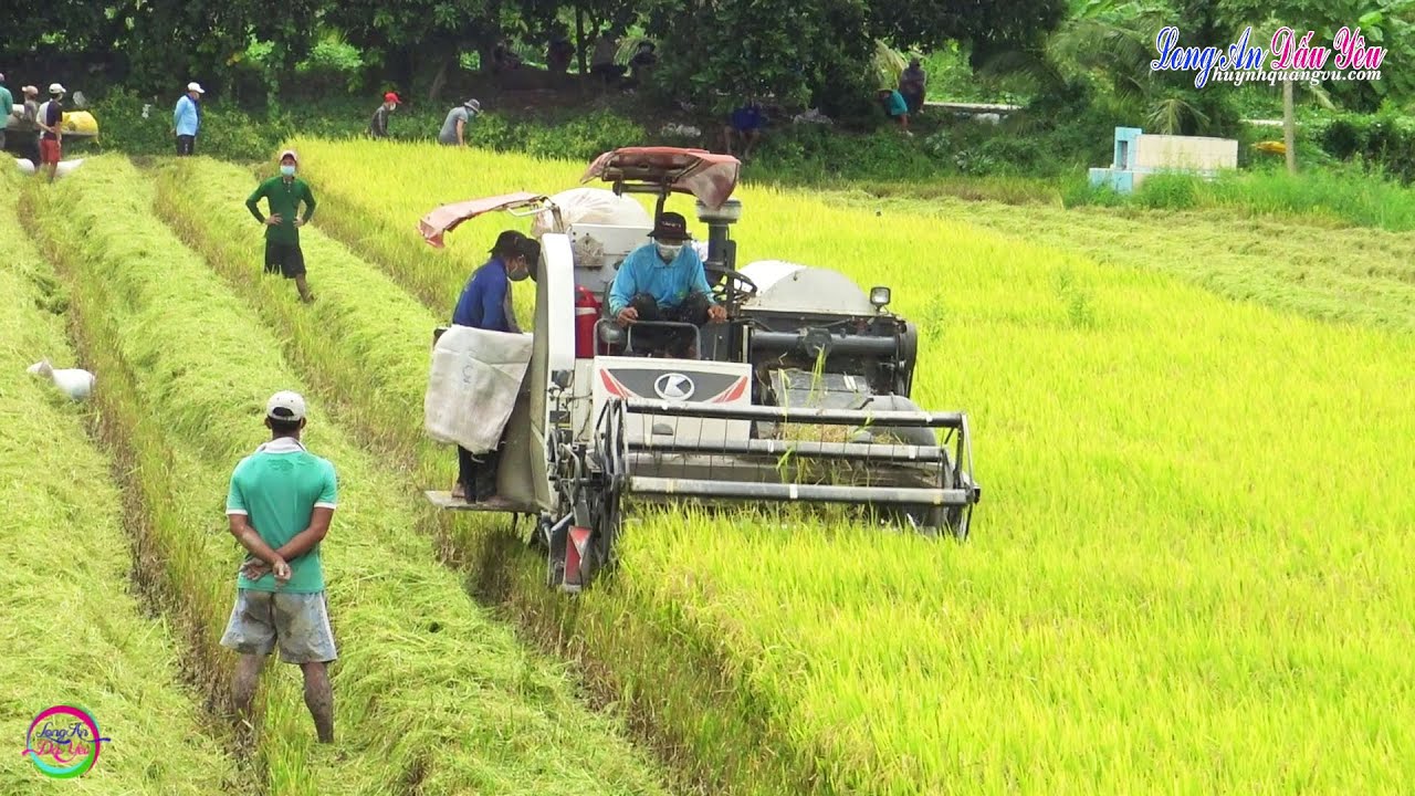Đứng trên cao xem máy cắt dc70 gặt lúa cả xóm ra bắt chuột đồng Thốt Nốt Càn Thơ | Rice Harvester