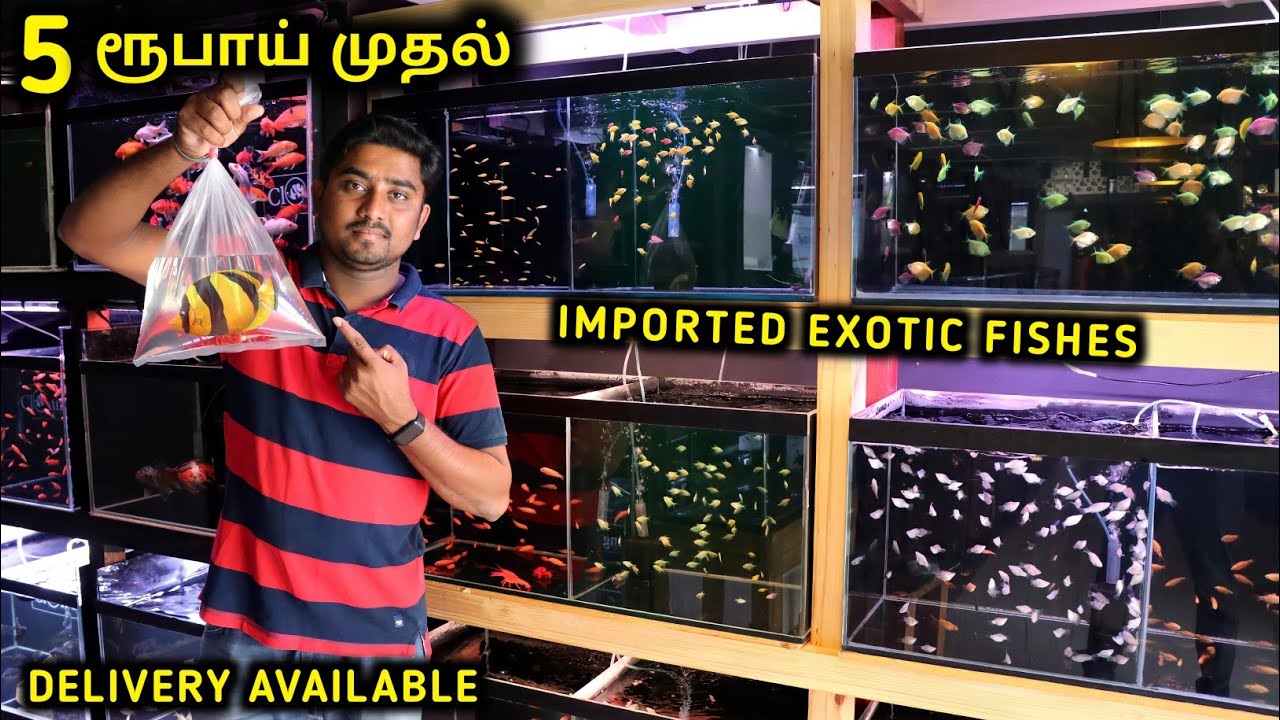 5 ரூபாய் முதல் Rare Fish Collection |  Exotic Fish | Cheapest Aquarium | Vino Vlogs