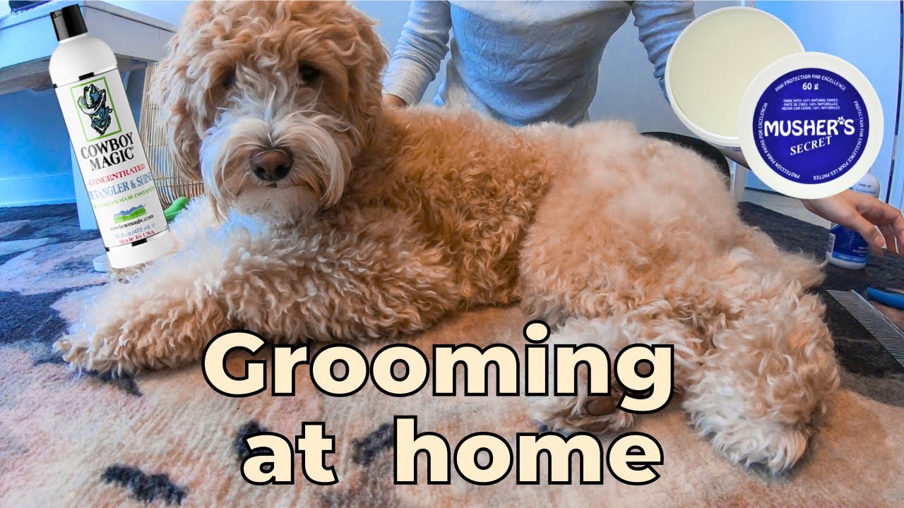 How to GROOM A LABRADOODLE AT HOME [Top 4 Grooming Products] | 강아지 셀프 미용 털 관리