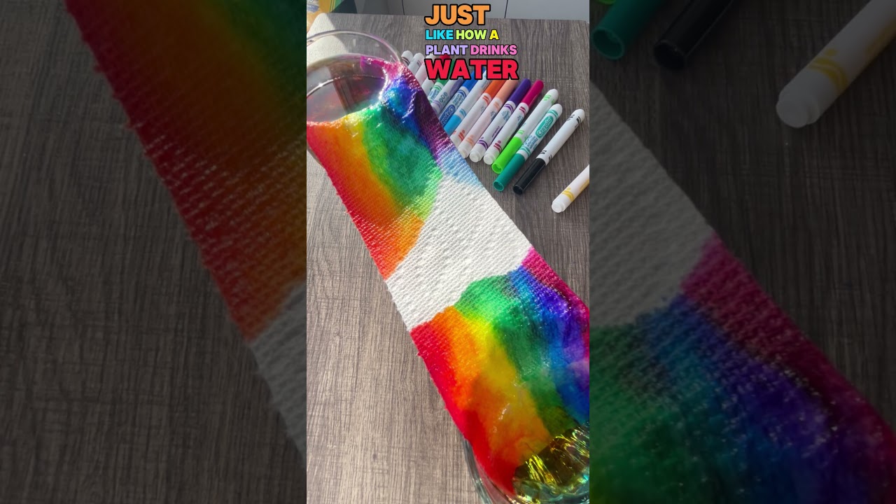 🌈 Walking Water Rainbow Experiment &ndash; Fun Science with Miss Daisy!