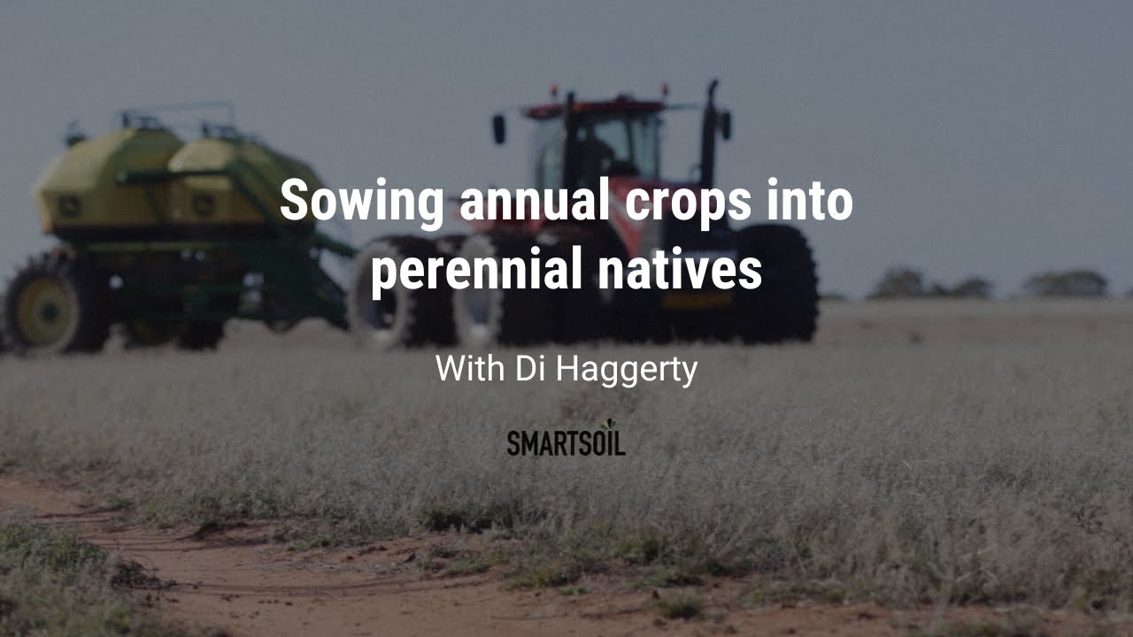 Drilling annual crops into native perennial grasses on 1000+ Acres - Natural Intelligence Farming