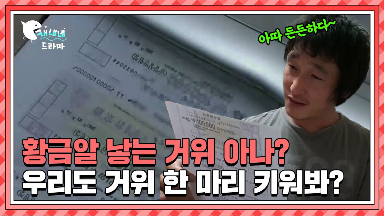 황금알 낳는 거위 아나? 우리도 거위 한 마리 키워봐? / 황금알 낳는 거위 / 현장추적 싸이렌