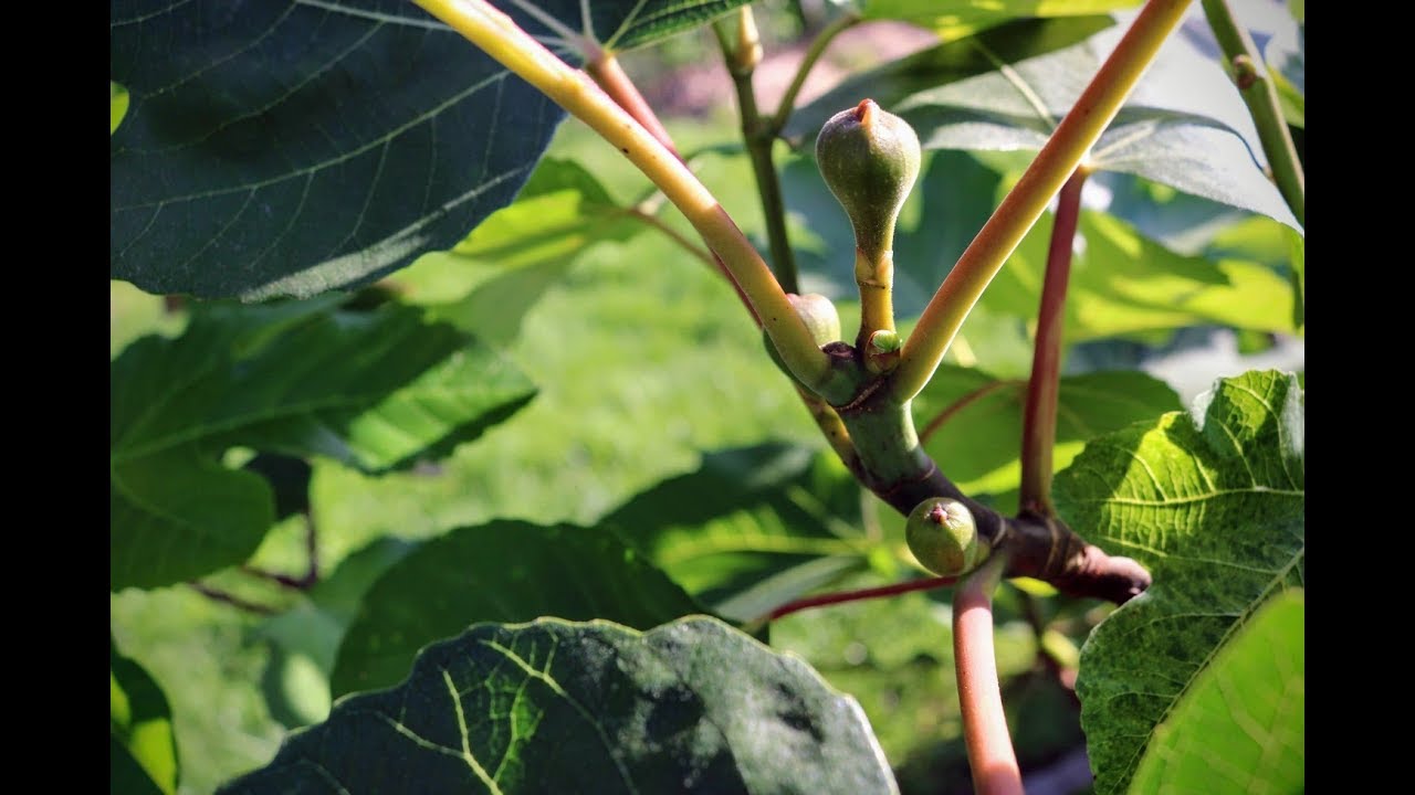 Spring Fig Orchard Tour -- Part 1