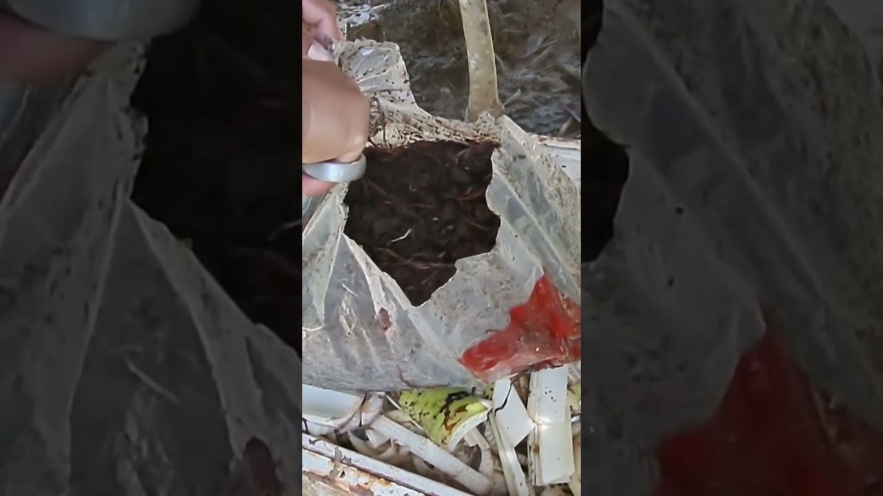 African Night Crawler #africannightcrawler