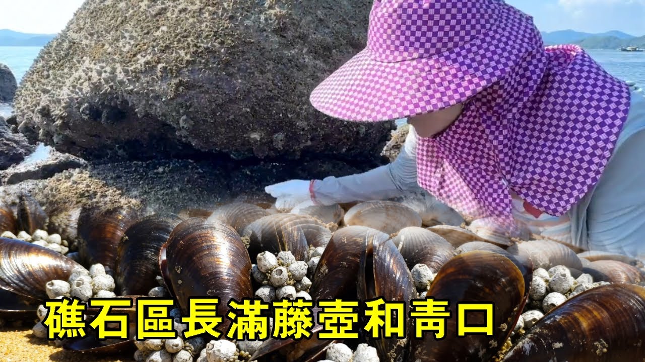 小漁無人島趕海驚喜不停，遍地長滿藤壺和青口，竟還有螃蟹爆桶太爽了【漁小仙】