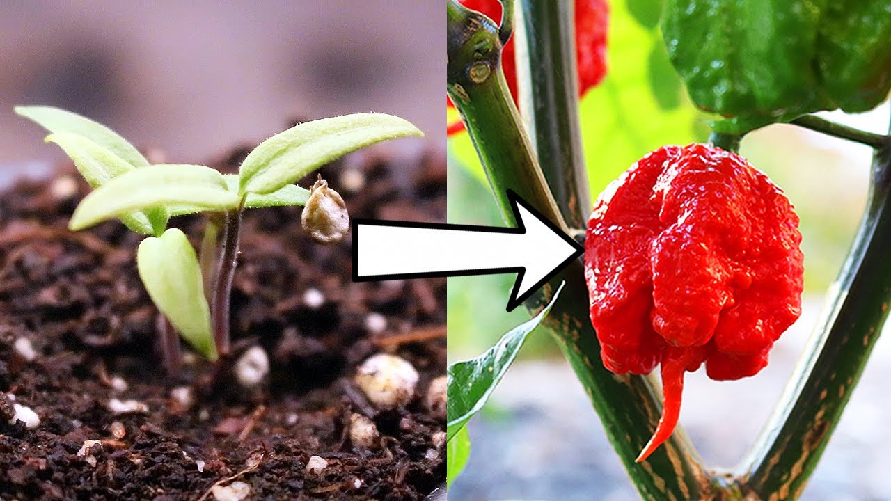 How to Grow Carolina Reapers from Seed to Spicy Harvest!