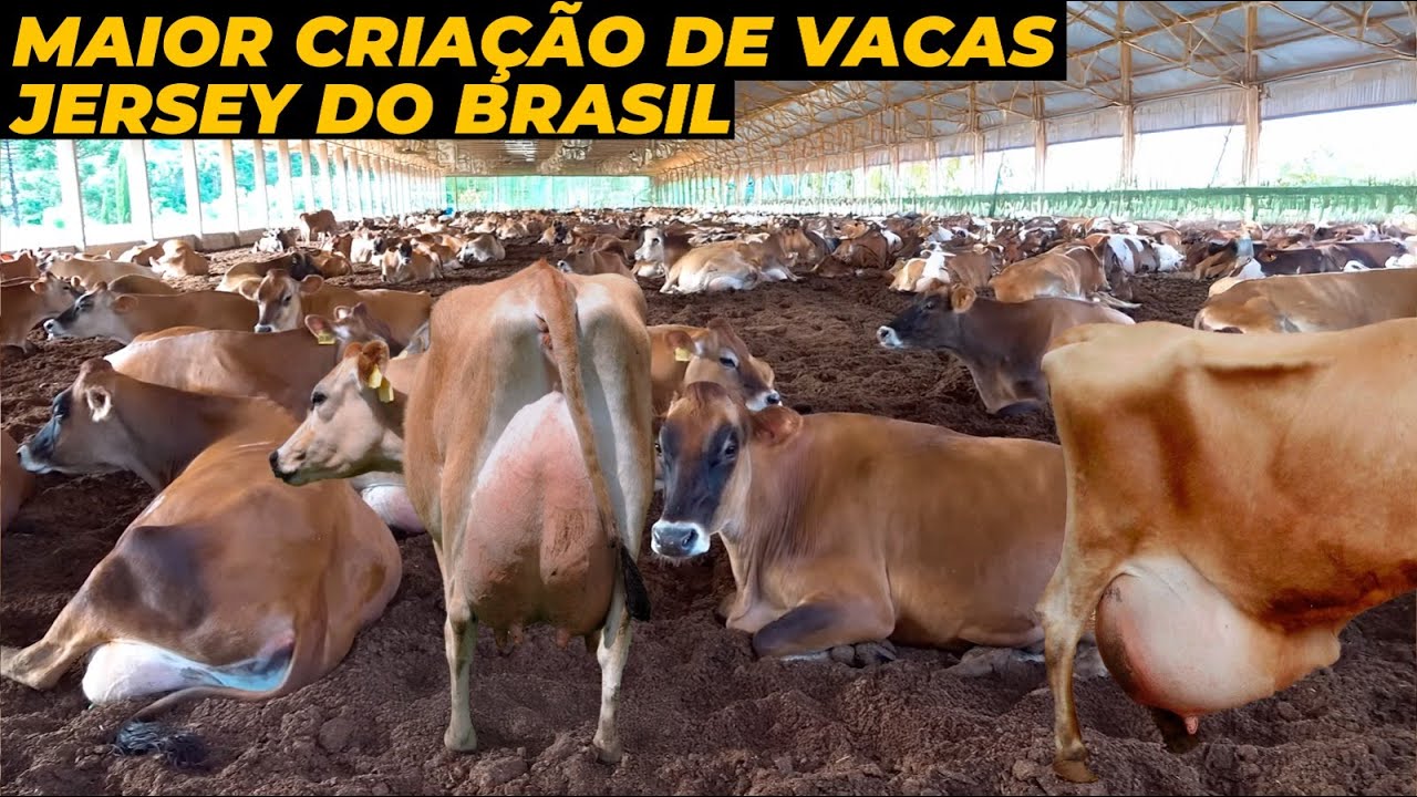 A INCRÍVEL MAIOR FAZENDA DE VACAS JERSEY DO BRASIL