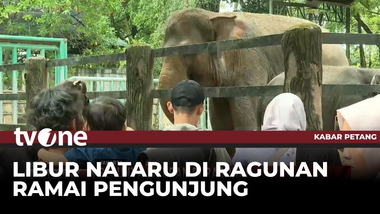 Momen Keseruan Liburan Nataru di Ragunan | Kabar Petang