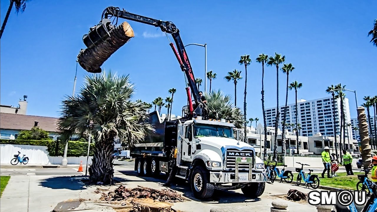 𝗧𝗥𝗘𝗘 𝗗𝗢𝗪𝗡: Crews Remove Dead Date Palms at Santa Monica Beach