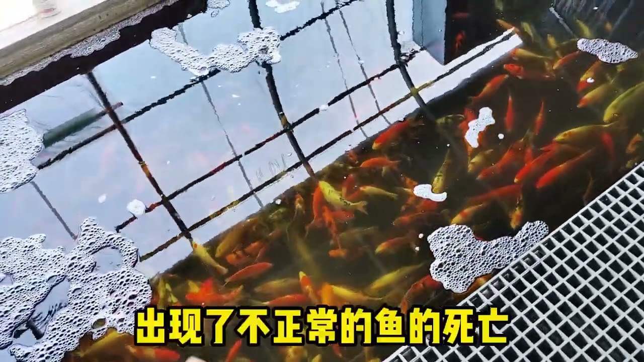 锦鲤鱼池双杀杀菌杀虫，一些常见问题补充，干货分享