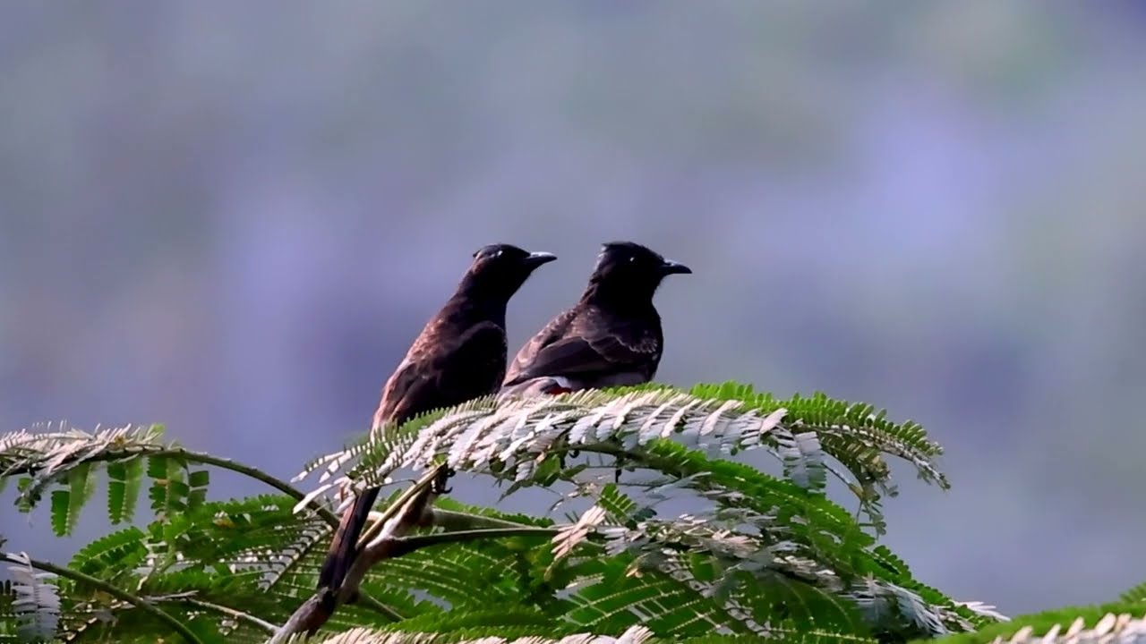 A Pair of Bulbuls | Evening Light & Quiet TogethernessBulbul YouTube