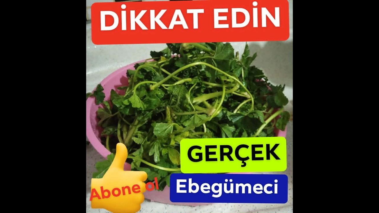 GERÇEK EBEGÜMECİ TARİFİ