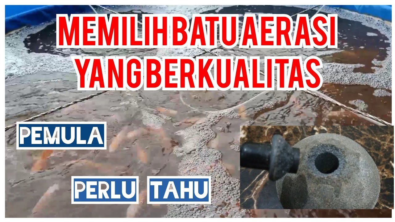Memilih batu Aerator yg berkualitas baik untuk kolam ikan nila, lele, gurame dll