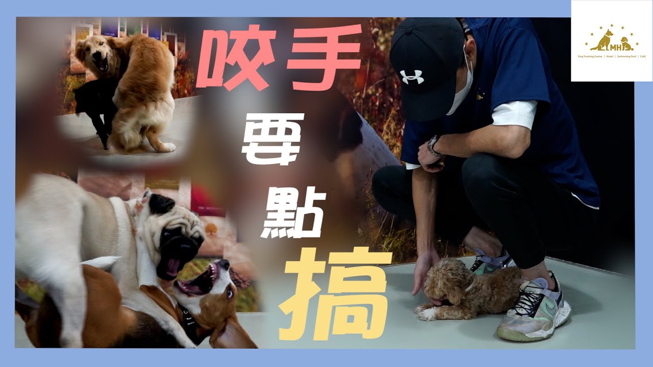 MH教室：最影響主人生活的問題│問題第一位│#幼犬 #咬手 #dogtraining #puppy #puppytraining @MHDogTraining