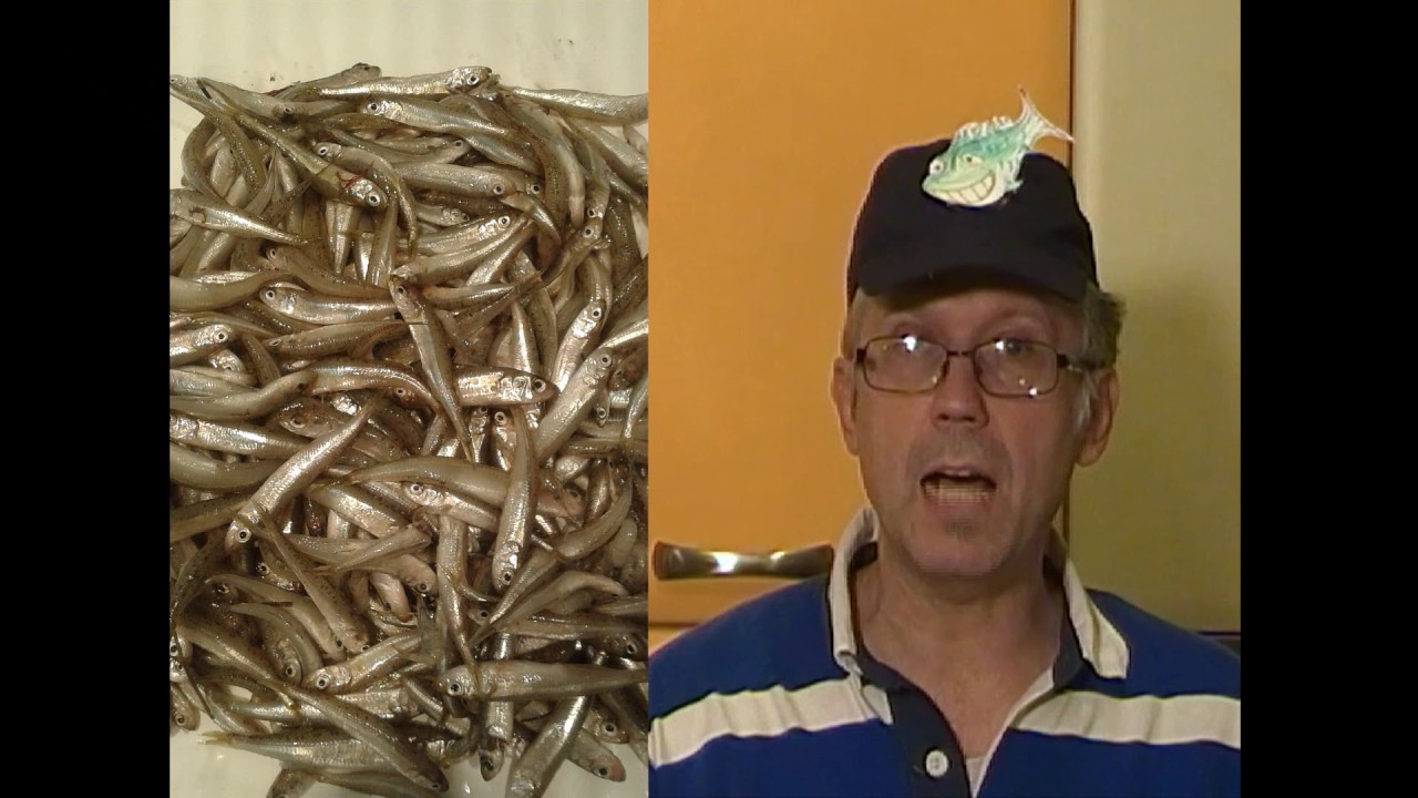 Latterini fritti, frittura italiana-Fried smelts, Italian frying