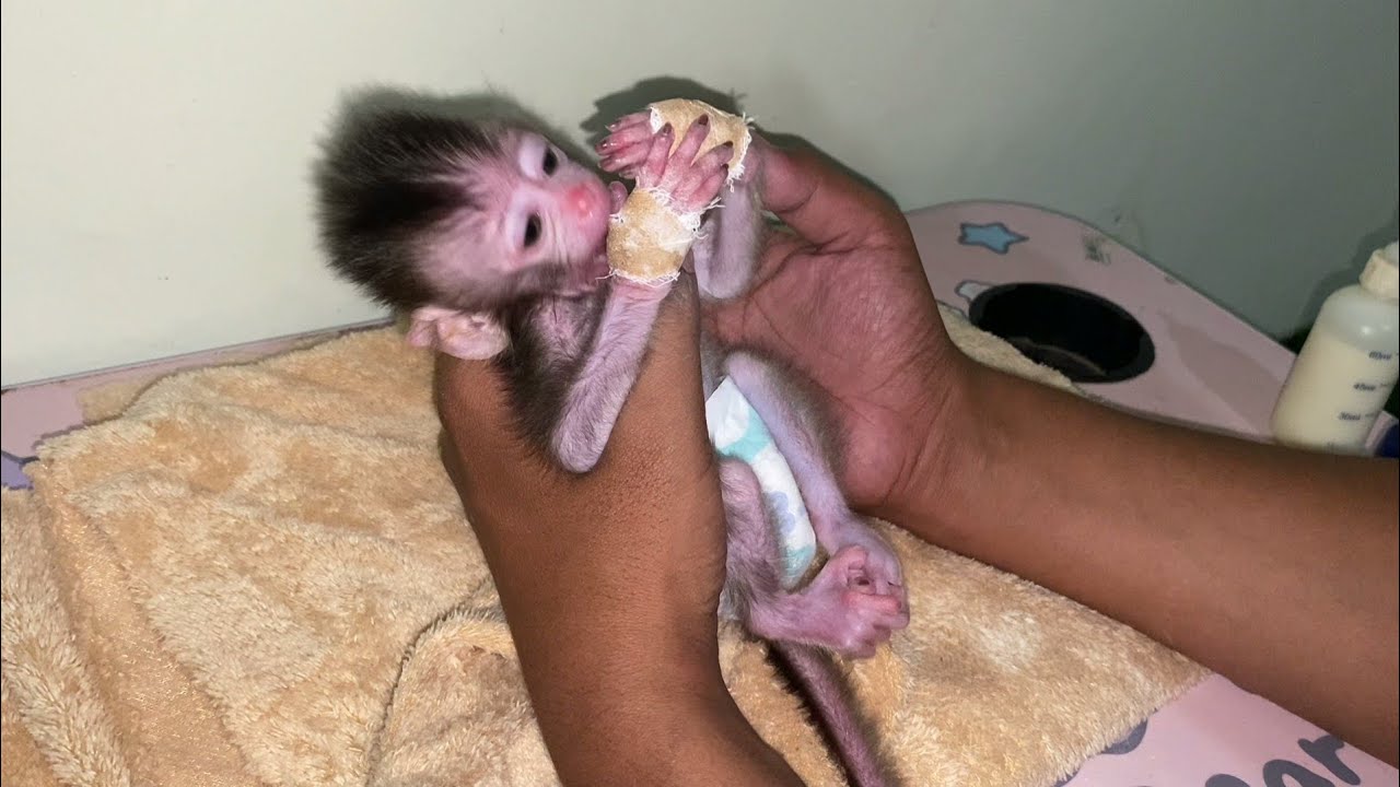 WRAPPING THE BABY MONKEY'S HANDS SO THAT THEY DON'T SUCK IT AGAIN