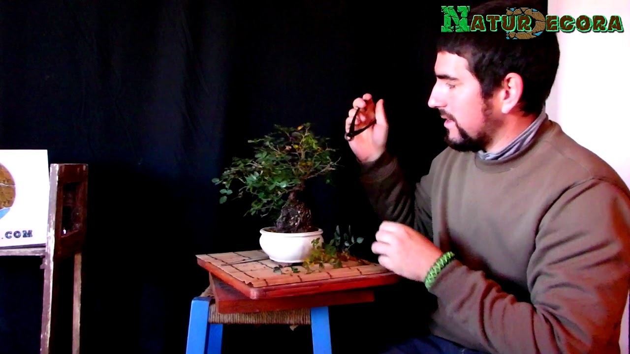 cómo se poda un rosal BONSAI