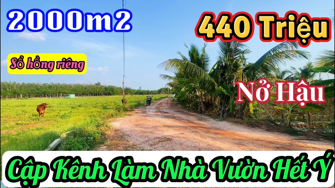 Chỉ 440 Triệu Sở Hữu 2000m2 Đất Cập Kênh Nở Hậu - Rời Phố Về Quê Làm Nhà Vườn Cực Chill!