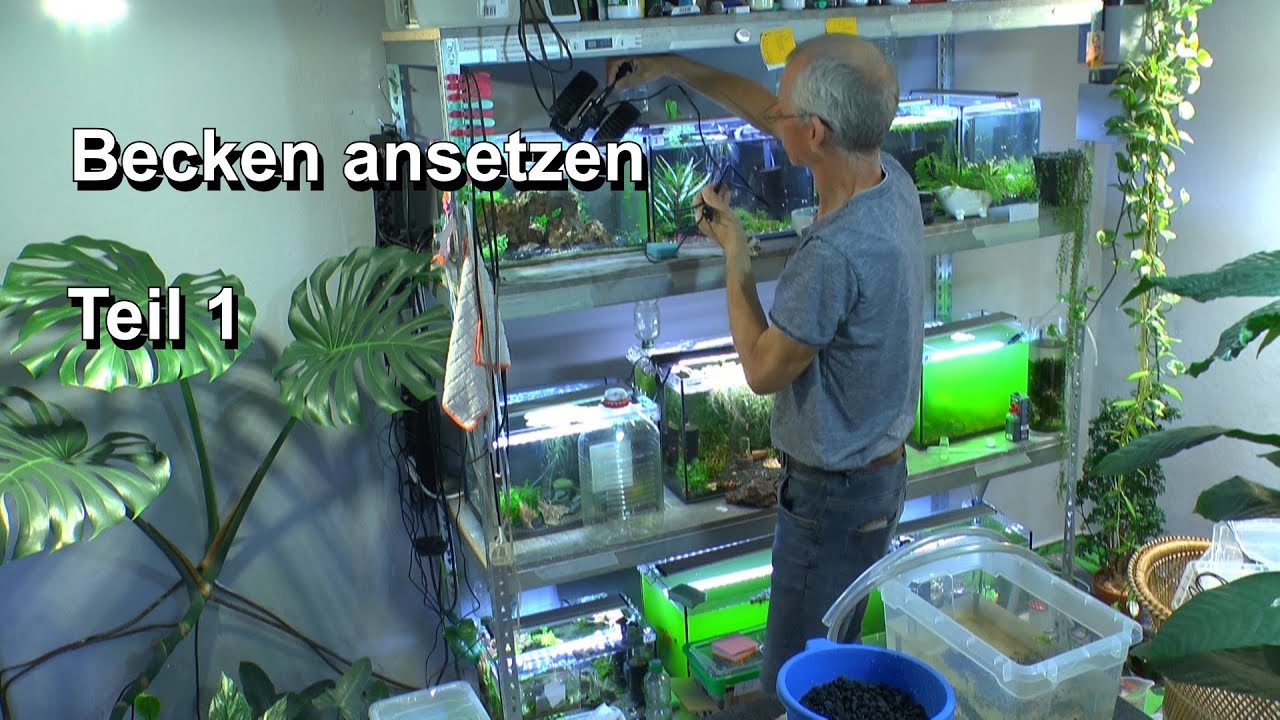 Zuchtansatz der Grünen Garnelen Start ohne Einlaufphase Filterlos für Neocaridina