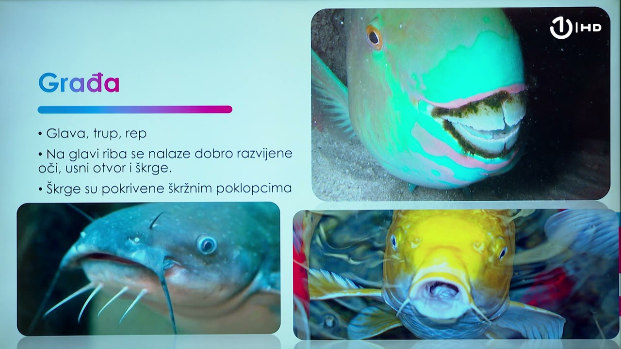 Domaća zadaća za 7. razred: Biologija - Ribe