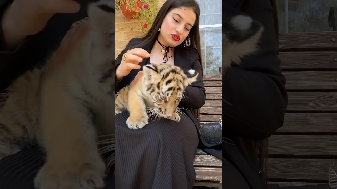 #sweetkitty #tigerlove #tigerlife