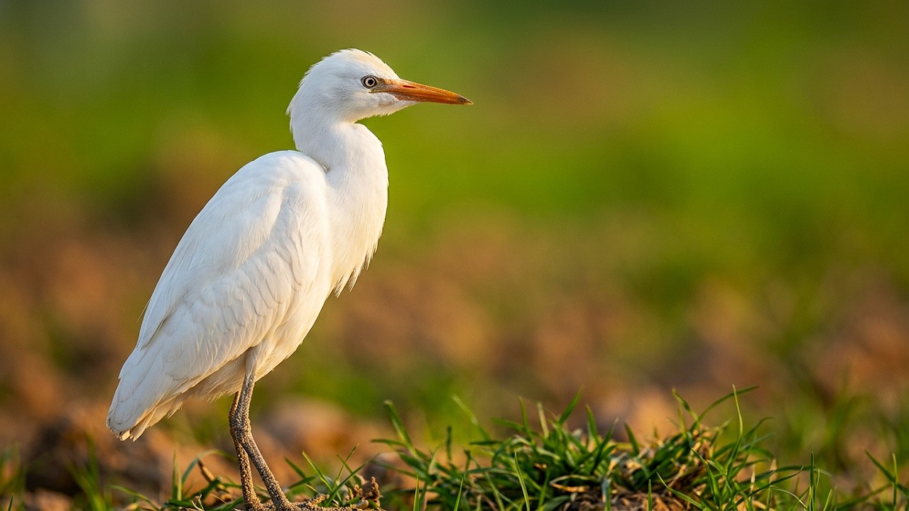 Beautiful Birds of Nature | Handheld UHD Wildlife Video