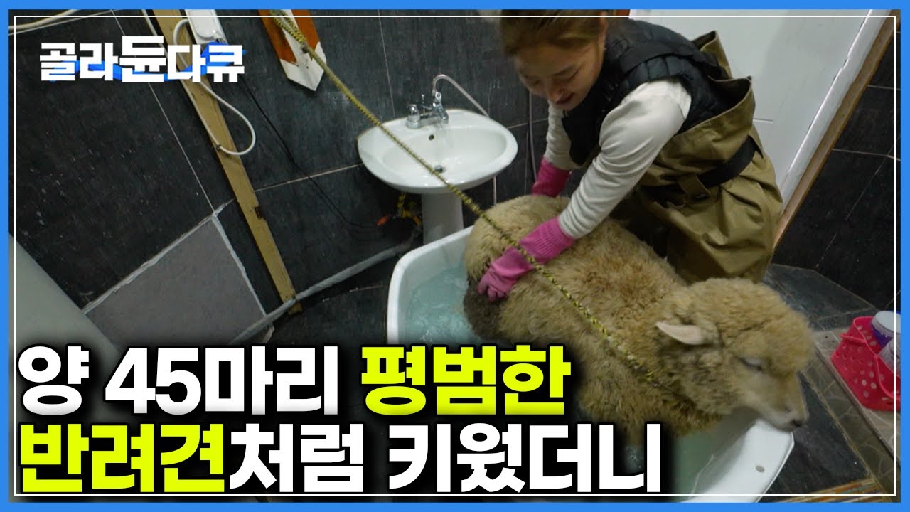 강아지가 따로 없다. 산책부터 목욕까지 양 45마리를 둘이서 직접 키우는 집｜한국기행｜#골라듄다큐
