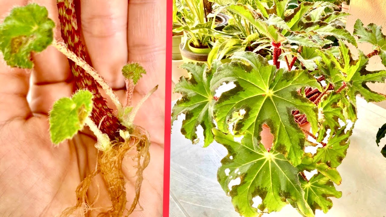 Successful Propagation In Water And Soil( 1 of 3)#StarBegoniaHeracleifolia