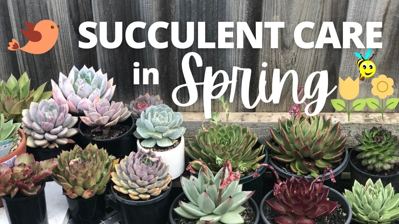 Succulent Care in SPRING