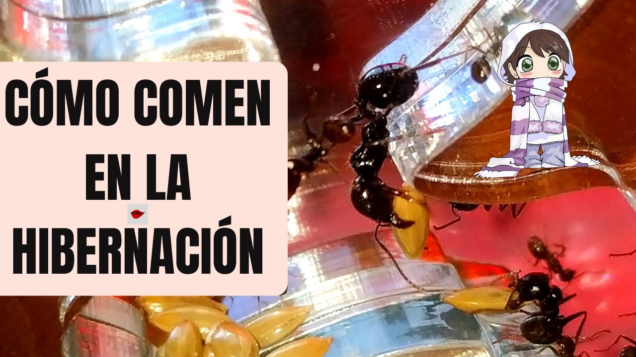 COMO ALIMENTAR HORMIGA REINA y COLONIA de  HORMIGAS  en HIBERNACIÓN 🥶