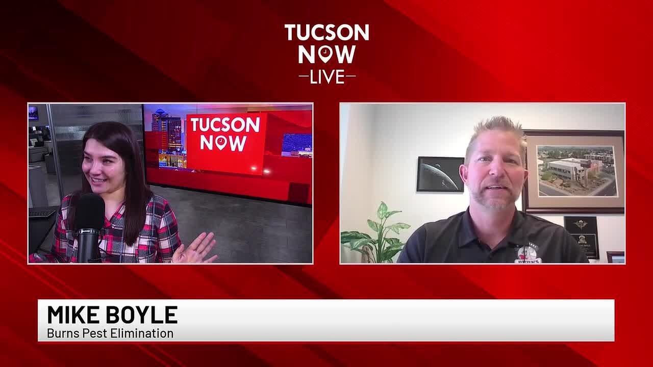 TUCSON NOW: Get ready for bee season