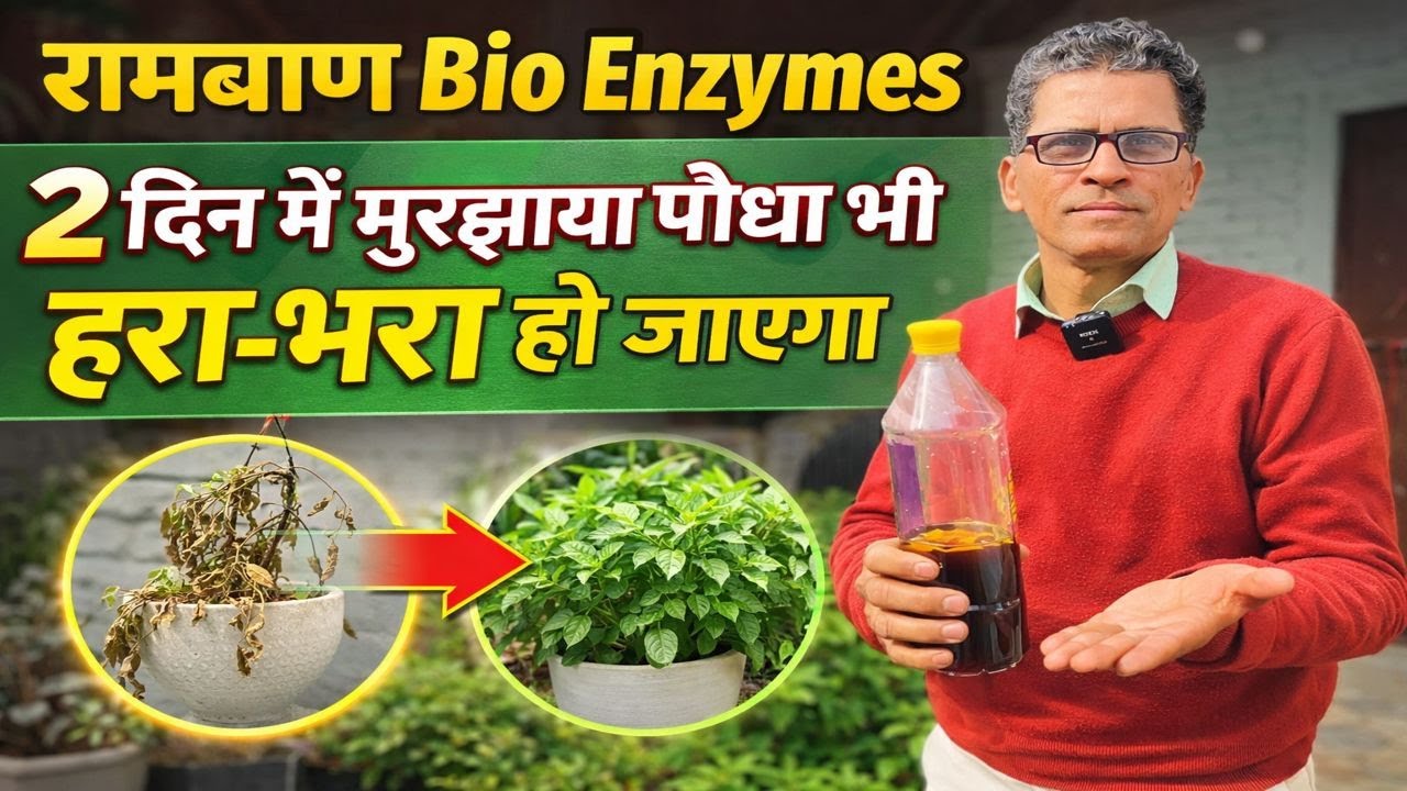 सिर्फ 2 दिन में पौधा चल पड़ेगा, पक्का रामबाण उपाय! खट्टे फलों से बना रामबाण बायो एंज़ाइम