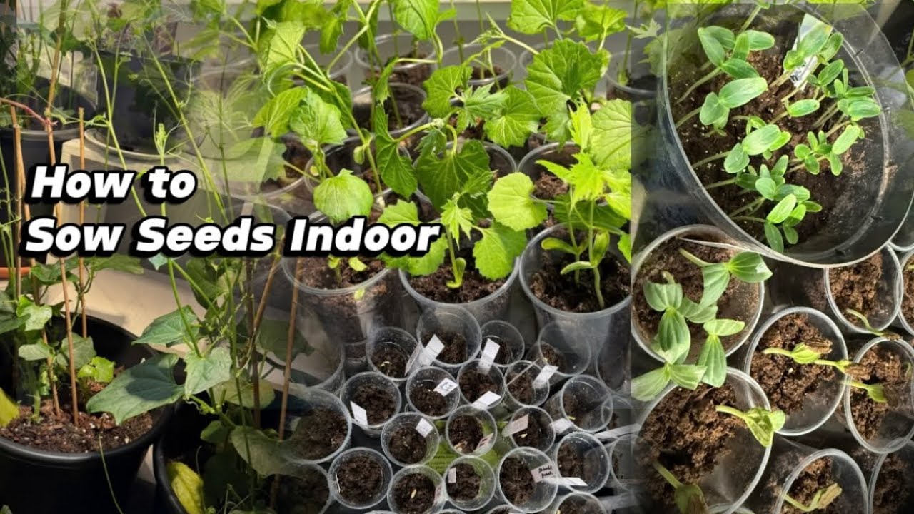 How To Sow Seeds Indoor & How To Take Care | Nepali Vegetable Gardening UK |