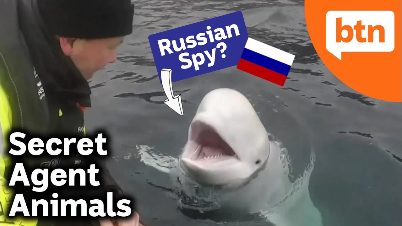 Is this Beluga Whale a Russian Spy? Secret Agent Animals - Behind the News