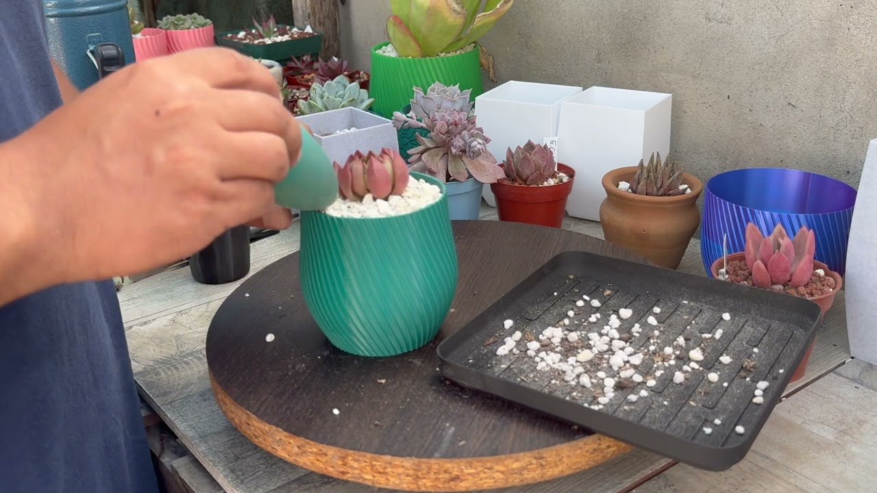 Transplante Suculentotas