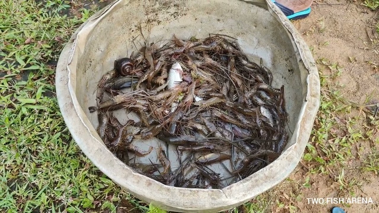 FISHING VIDEO - കൂട്ടിൽ കയറിയ അറിഞ്ഞിൽ.. @annuponnus99955 