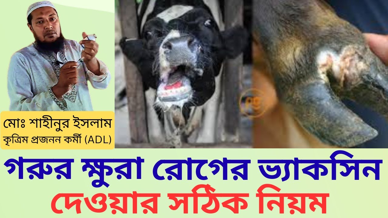 গরুর ক্ষুরা রোগের ভ্যাকসিন দেওয়ার সঠিক নিয়ম | ভ্যাকসিন সংরক্ষণ ও ক্ষুরারোগ প্রতিরোধ | SHAHIN ADL