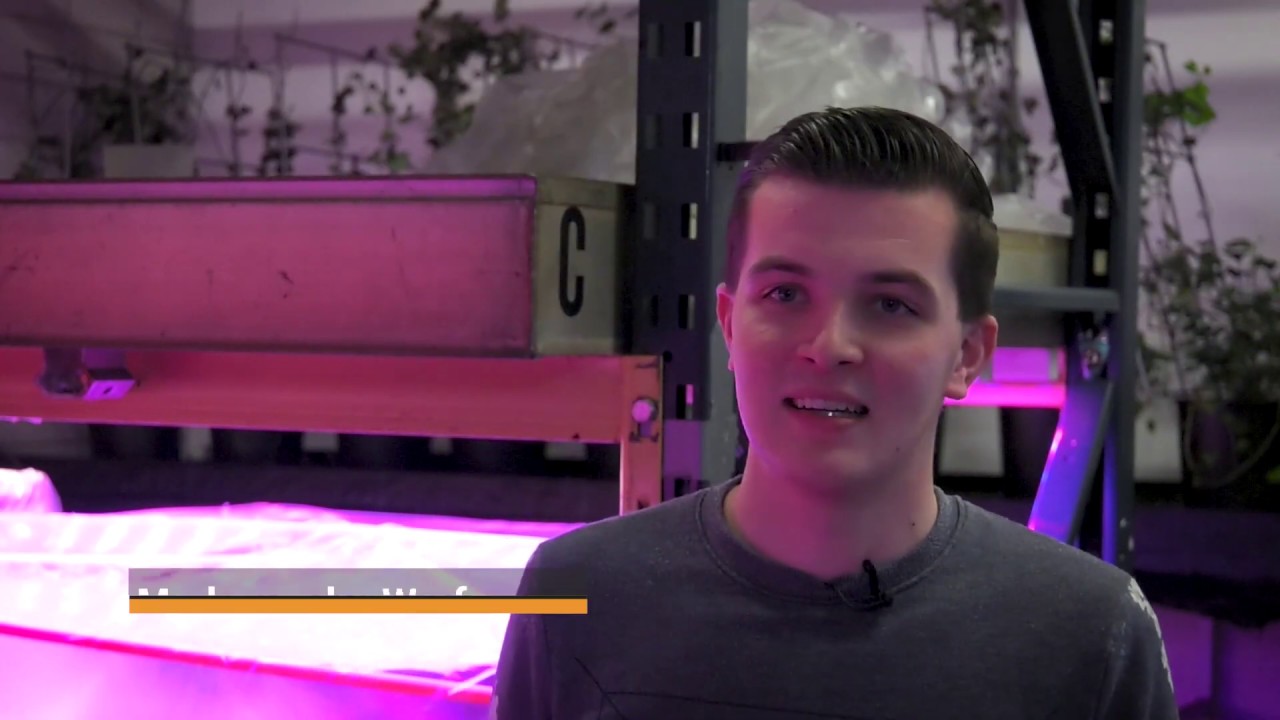 Praktijk in beeld | Teelt & technologie - wat is haalbaar met LED-verlichting