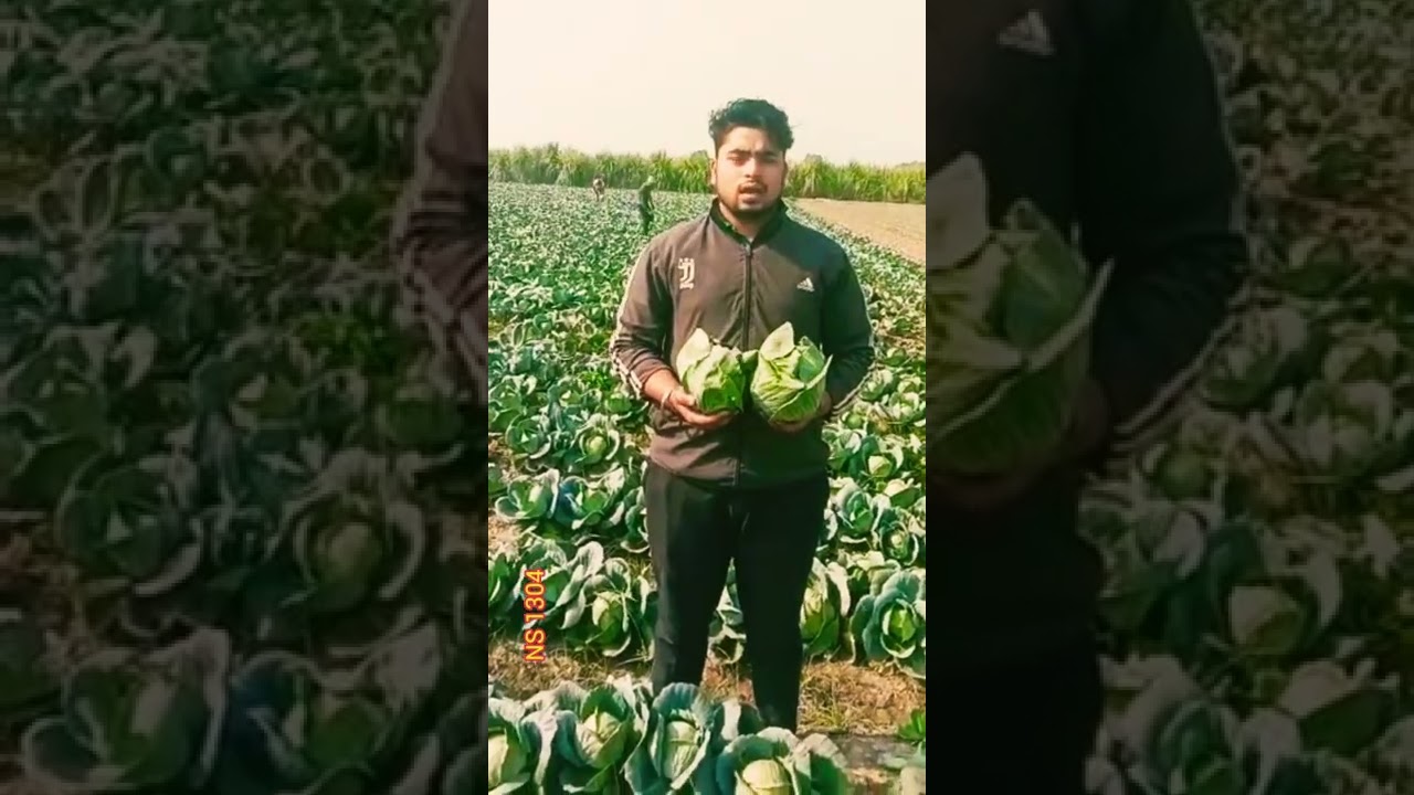 Namdhari seeds NS 1304 Cabbage