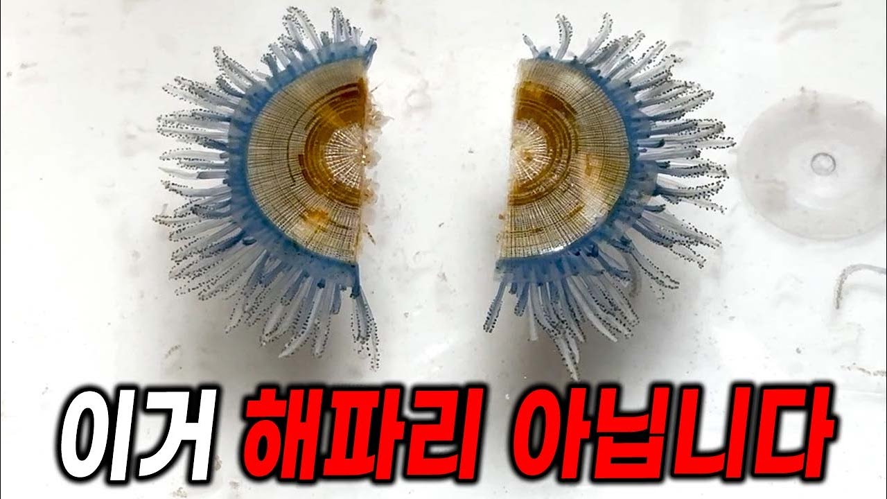 (충격주의) 푸른우산관해파리를 반으로 자르면 나타나는 현상 ㄷㄷ