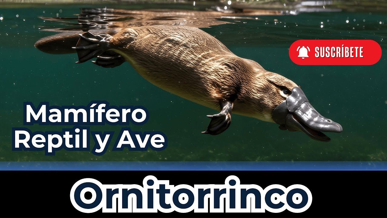 🦆Como Es El Ornitorrinco, Porque El Ornitorrinco Es Una Criatura Extraña