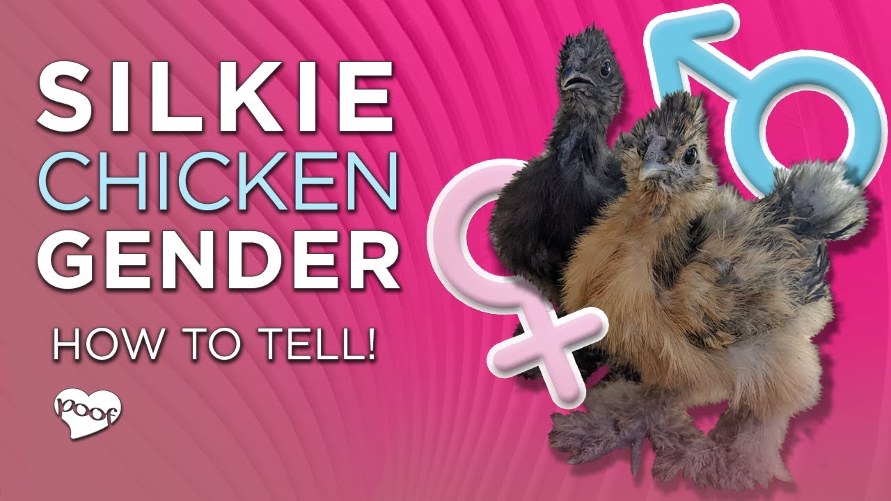 Пол цыплят Silkie (2 надежных способа определить пол Silkie)