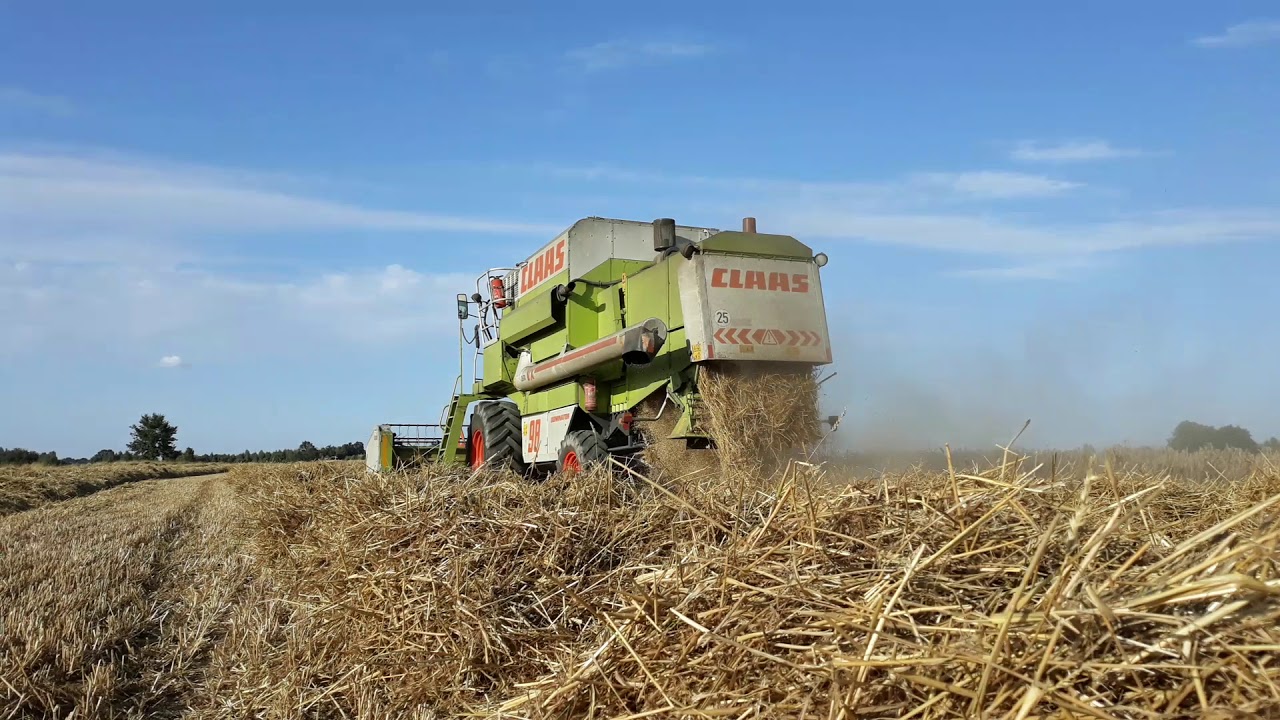Claas Dominator 98vx,,John Deere 1550 koszenie wyległej pszenicy