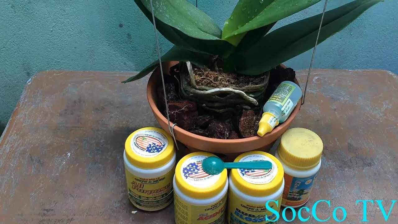 Một Số Loại Phân Bón Cơ Bản Dành Cho Lan Hồ Điệp - Cách Chăm Sóc Hồ Điệp Cho Người Mới Tập Chơi