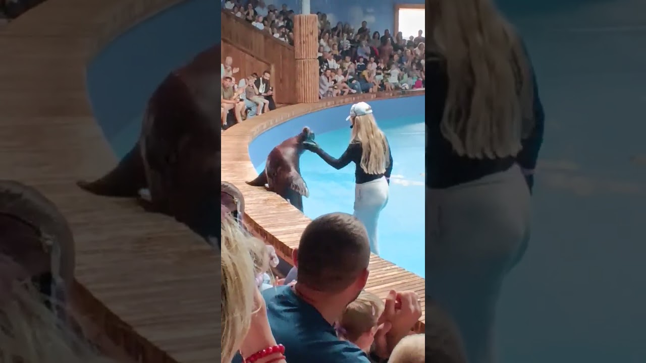 Fokarium Maja -Celine Dion.