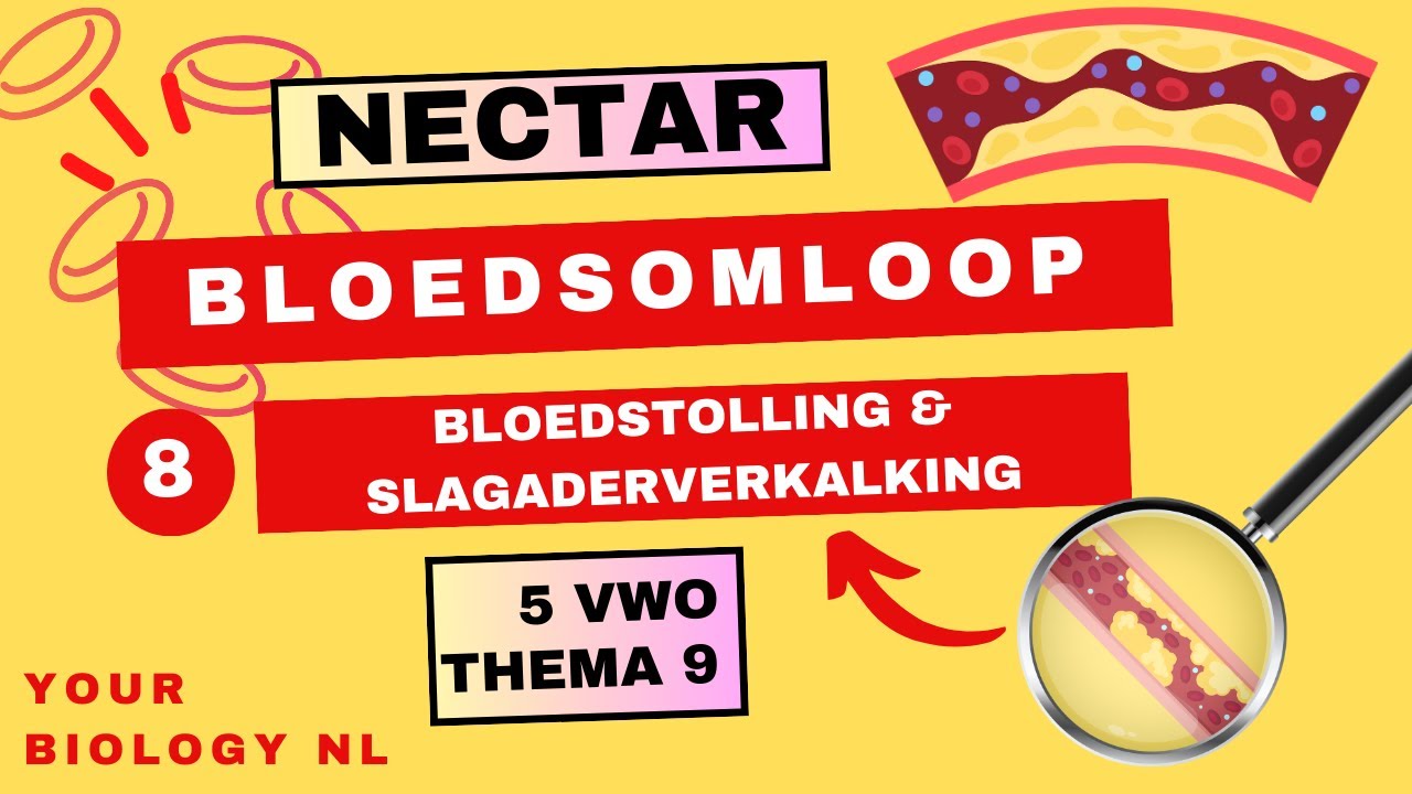 5 vwo | Bloedsomloop | 8 | Bloedstolling en slagaderverkalking