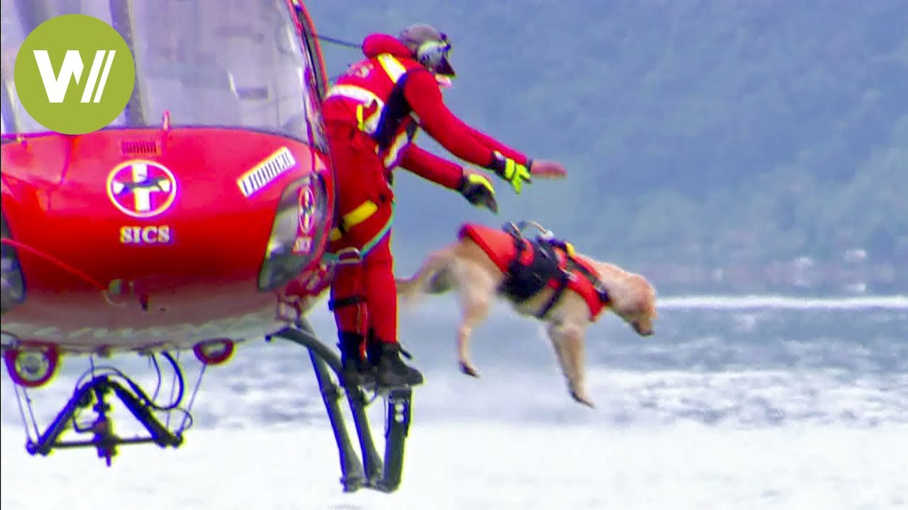 Rescue dogs jump from a helicopter to save lives