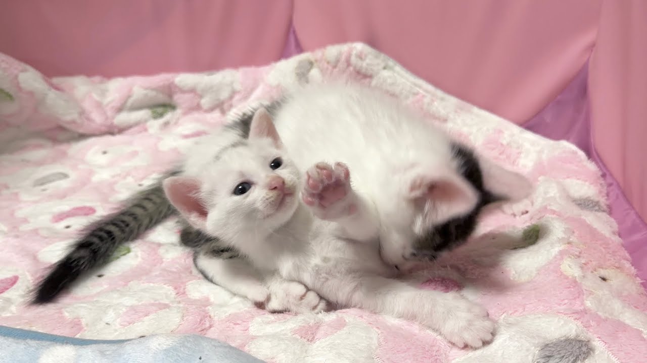 加減って難しい‥自分より小さな仲間との交流に奮闘する子猫【坊ちゃん日記】Learning to play fair! A lonely kitten's daily struggle.