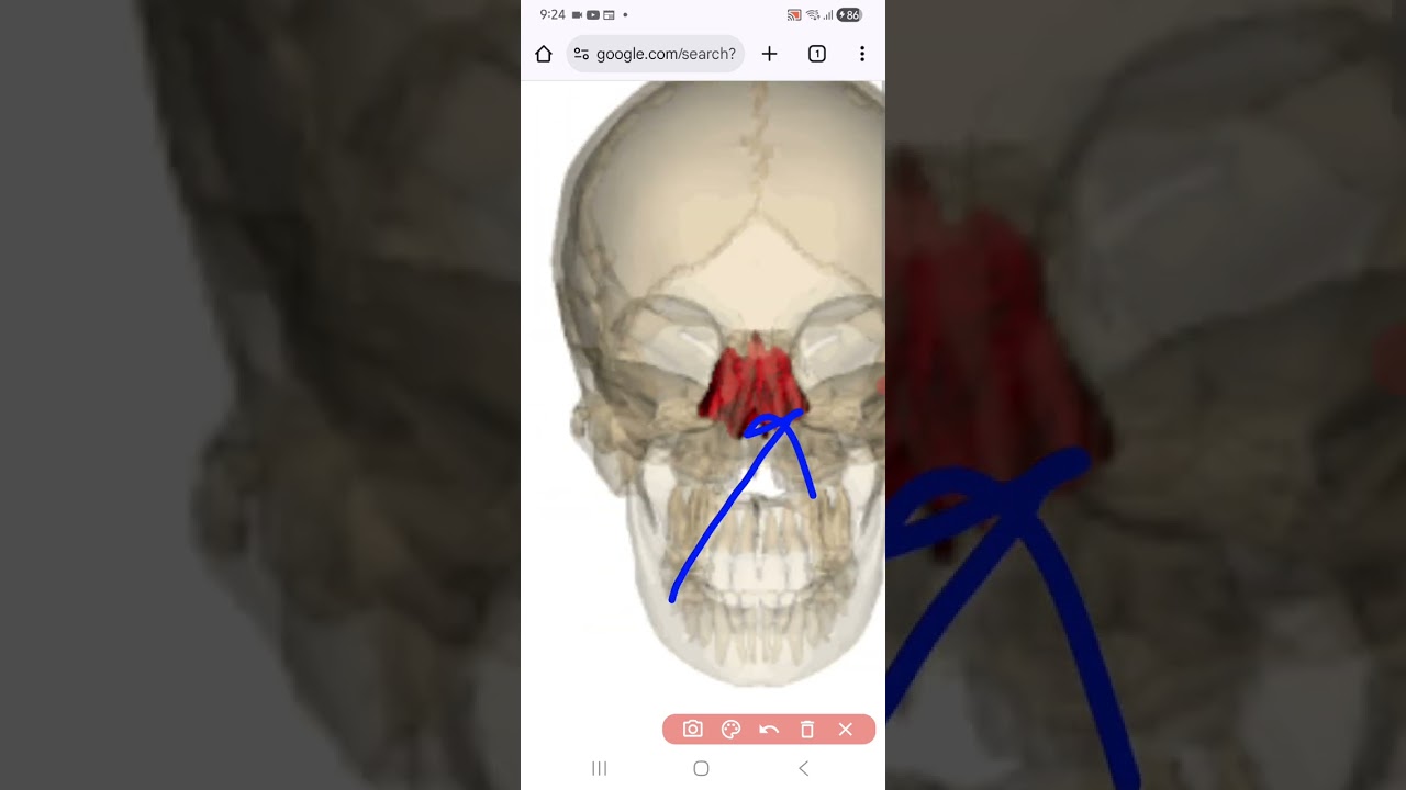 Ethmoid bone