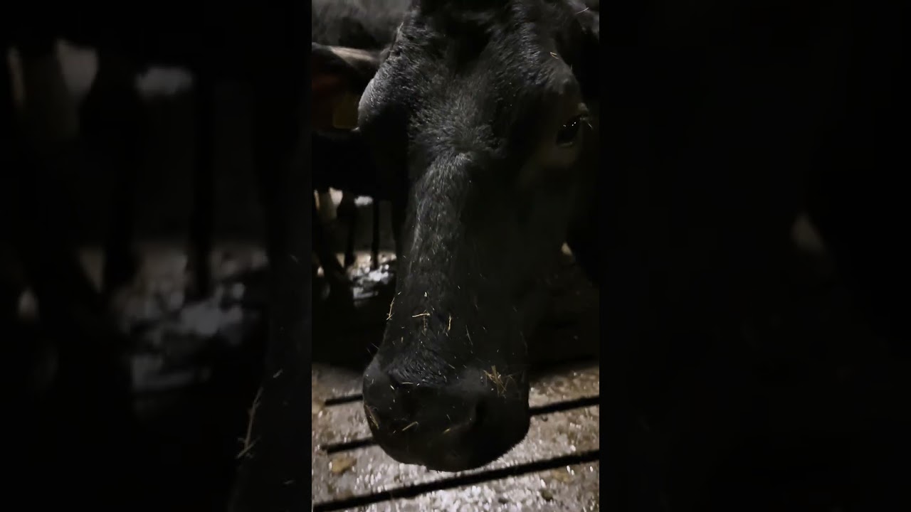 I went to check on the cows, and then this happened… Watch till the end. 